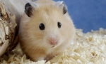 Hamster je pobjegao! Kako uhvatiti bjeguncu?